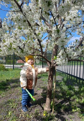 Юные исследователи природы: знакомство с деревьями и кустарниками