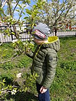 Юные исследователи природы: знакомство с деревьями и кустарниками