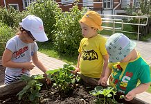 Юные огородники: что растёт на грядке?